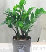 摇钱树养护全攻略