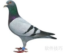 小鸽子喂养全攻略