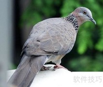 小鸽子喂养全攻略