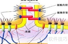 ATP合成的主要场所