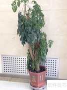 大富贵掉叶？3招轻松解决