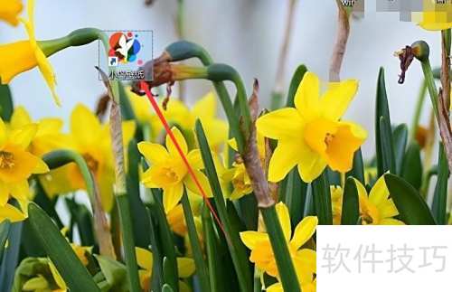 小鸟壁纸如何设置明星壁纸？