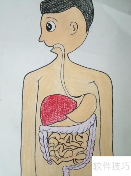 卡通人体解剖绘画指南_软件资讯技巧应用-中关村在线