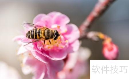 蜜蜂的作用与功能 ChMkLWkKBY-IIAW2AAA03cnjZrcAAF_UwIr-_0AADT1748.jpg